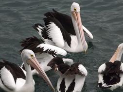 Bird Waterpolo Nature