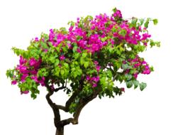 Nature Tree Bougainvillea