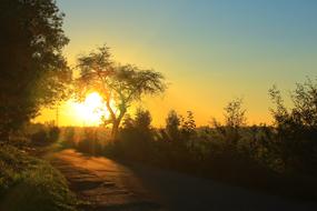 Sunset Path Tree