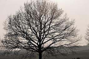 Oak Silhouette Aesthetic