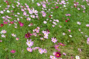 Background The Flowers Bird&#39;S