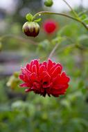 Leann Flower Dahlia