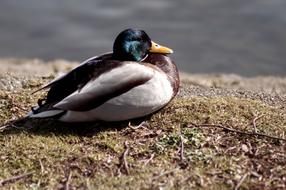 mallard on the autumn grass by the lake