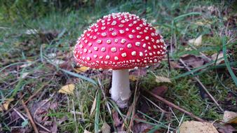 Fly Agaric Mushroom Red Toadstool
