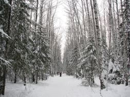Winter Forest Trail