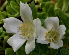 White Flowers Petals