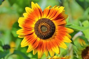 Sunflower Flower Bloom
