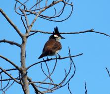 Bird Nature Tree