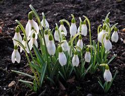 Flower Snowdrops Spring