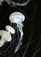 Risk Nature Animal World