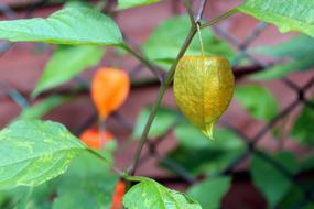 Tomatillo Plant Orange