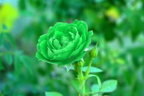 Green Rose Viridescent Verdant