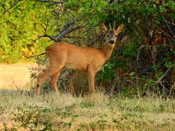 Roe Deer Forest Attention