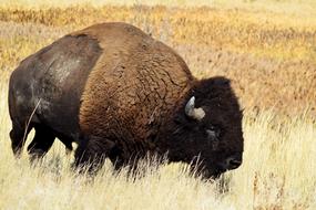 Bison Buffalo Wildlife