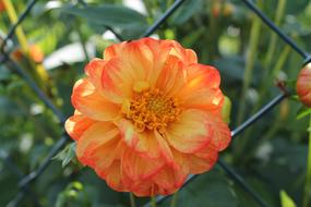 Orange Blossom Yellow Flower