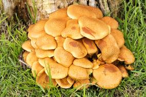 wild orange mushrooms