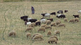 Bulgaria Pirin Herd