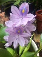 Water Hyacinth Aquatic Plant