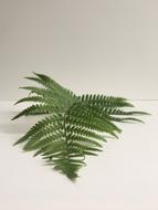 Fern Green Leaf