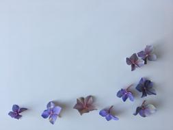 Hydrangea Purple Nature