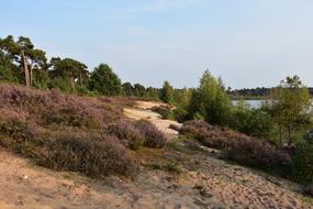 Maasduinen Nature Reserve