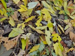 Autumn Leaf Foliage Yellow Sheet