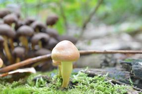 Mushroom Nature Wood