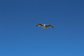 Birds Nature Blue Sky