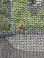 Ladybug Web Garden