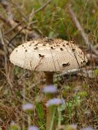 Autumn Mushroom Boletes