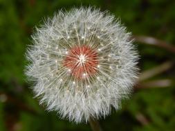 Dandelion Flower