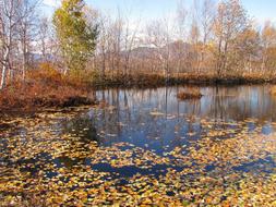 Autumn Fallen Leaves Lake