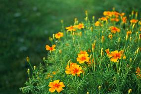 Orange Yellow Flowers Garden