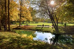 Autumn Leaves Colorful Golden