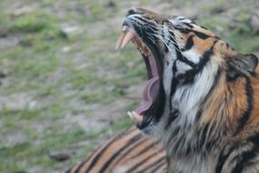 Nature Tiger Animal World