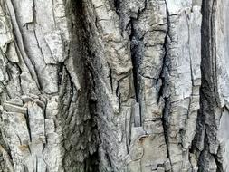 Bark Tree Wood