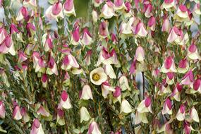 Qualup Bell Pimelea Physodes