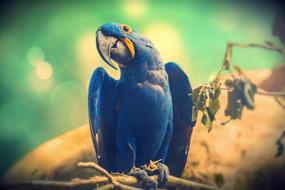 Animals Birds Nature