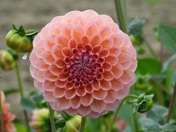 Dahlia Pink