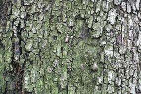 Tree Texture Billet