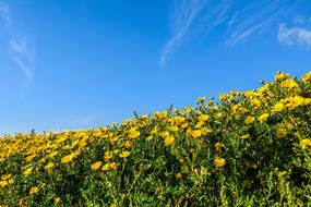 Daisies Nature Flower