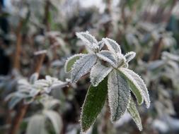 Frost Leaves Plant Close