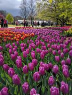 Tulips Netherlands Keukenhof