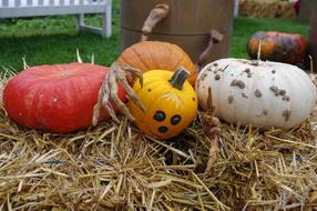 Pumpkin Halloween Autumn