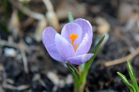 Krokus Spring Nature