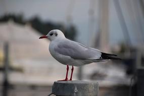 Seagull Nature Bird