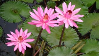 Lotus India pink Flowers