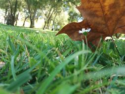 Leaf Dead Leaves Flower