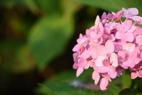 Hydrangea Viburnum Flower Pink