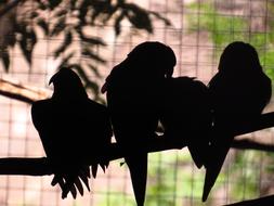 Parrots Silhouette